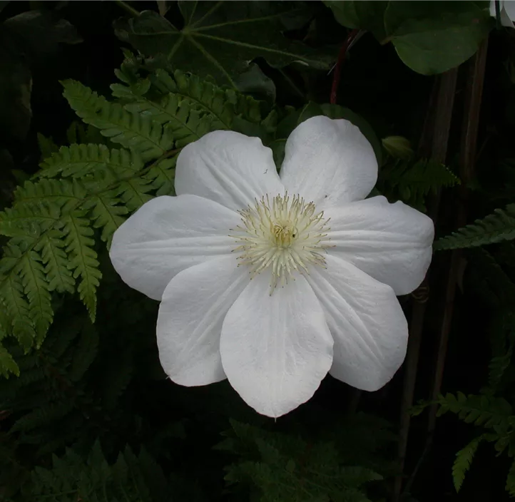Waldrebe 'Madame Le Coultre'