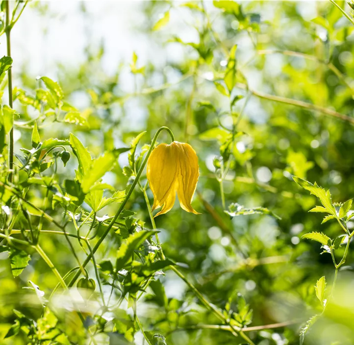 Gold-Waldrebe