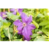 bellaflora Gartencenter GmbH