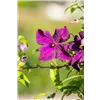 bellaflora Gartencenter GmbH