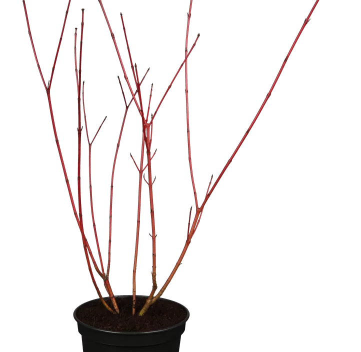 Hartriegel 'Sibirica Variegata'