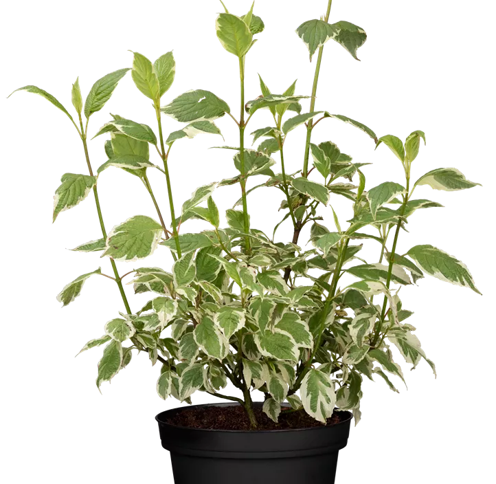 Hartriegel 'Sibirica Variegata'