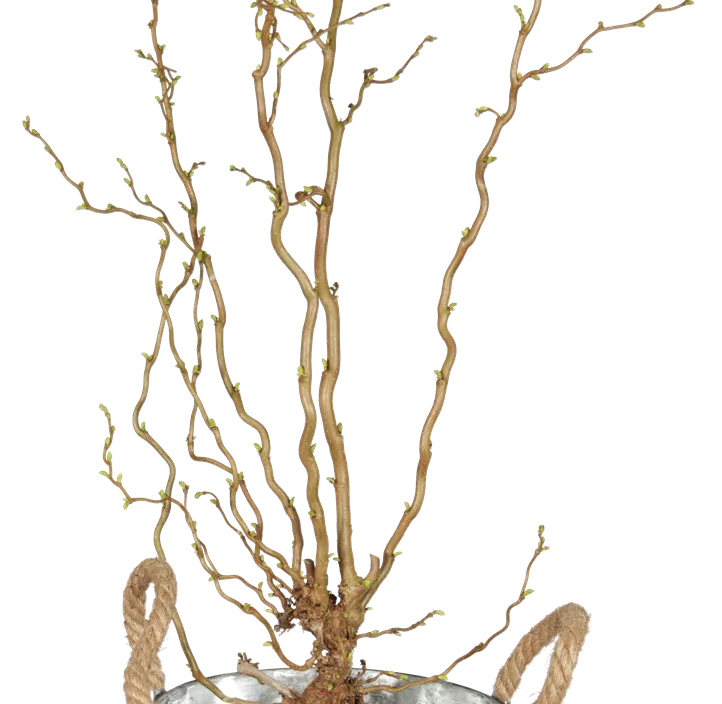 Korkenzieher-Haselnuss 'Twister' Korkenzieher-Haselnuss 'Twister'