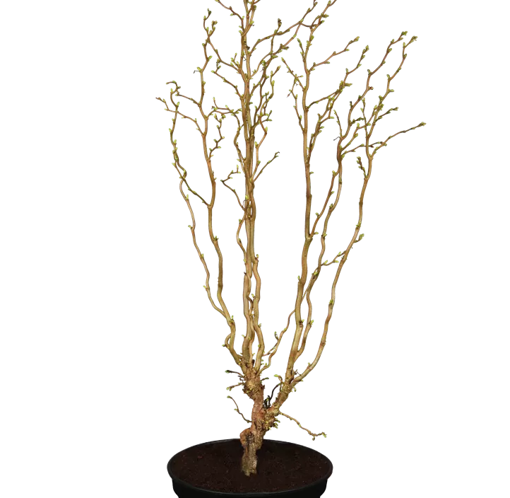 Korkenzieher-Haselnuss 'Twister' Korkenzieher-Haselnuss 'Twister'