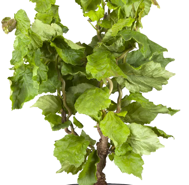 Korkenzieher-Haselnuss 'Twister' Korkenzieher-Haselnuss 'Twister'