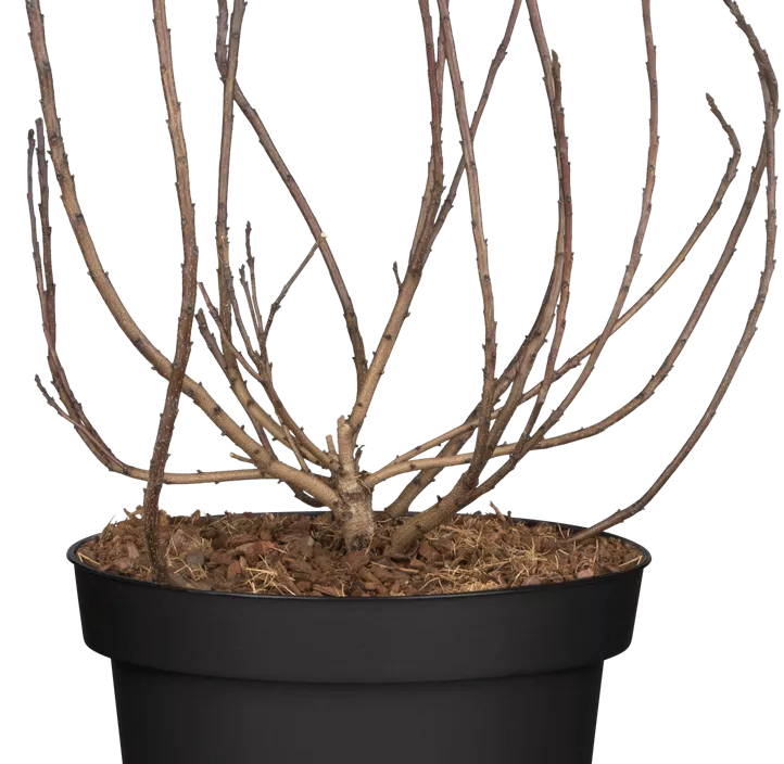 Zwerg-Perückenstrauch 'Lilla'® Zwerg-Perückenstrauch 'Lilla'®