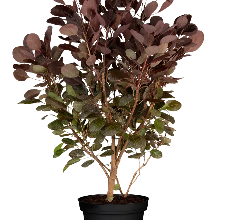 Zwerg-Perückenstrauch 'Lilla'® Zwerg-Perückenstrauch 'Lilla'®