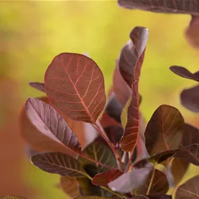 Cotinus coggygria 'Lilla' ®