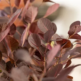 Cotinus coggygria Lilla