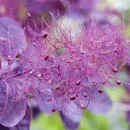 Cotinus coggygria Royal Purple