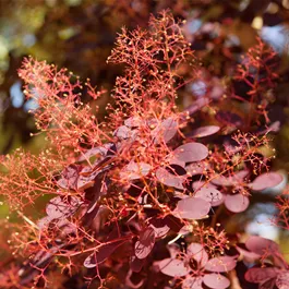 Cotinus coggygria Royal Purple Stamm