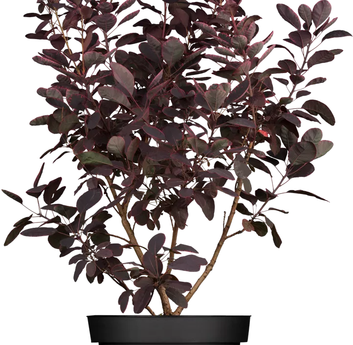 Roter Perückenstrauch 'Royal Purple'