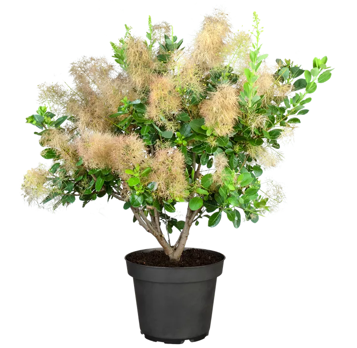 Perückenstrauch 'Young Lady'(s) Perückenstrauch 'Young Lady'(s)