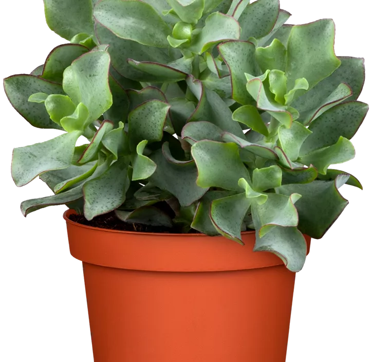 Dickblatt 'Curly Green' Dickblatt 'Curly Green'