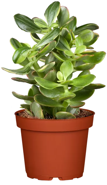 zimmerpflanzen plastiktopf Gasteria verrucosa