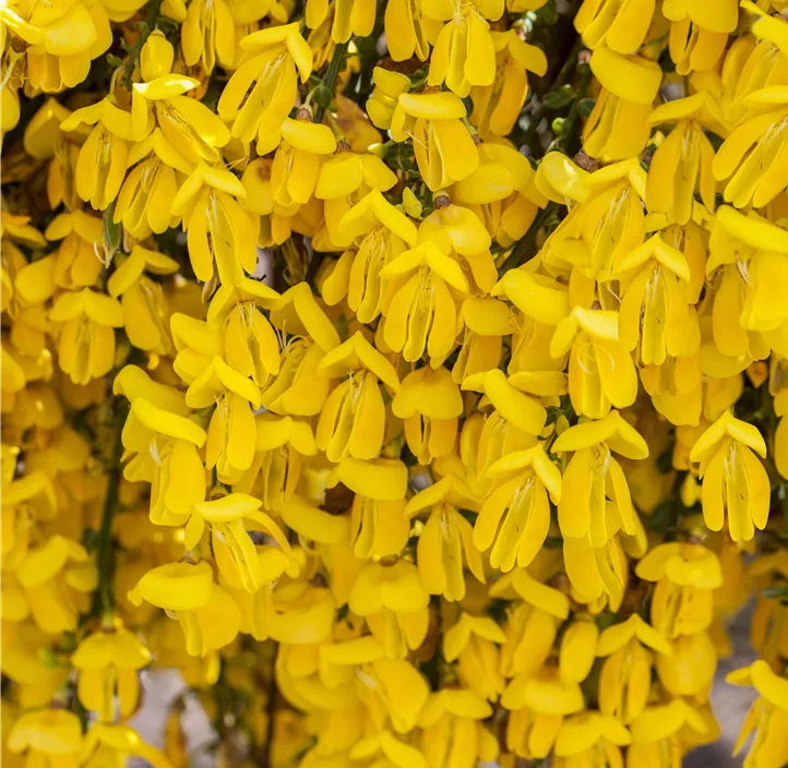 Edelginster 'Golden Tears'