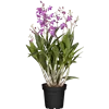 bellaflora Gartencenter GmbH