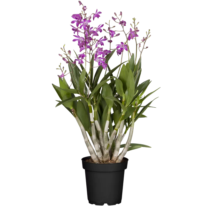 Dendrobie 'Berry Oda'