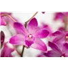 bellaflora Gartencenter GmbH