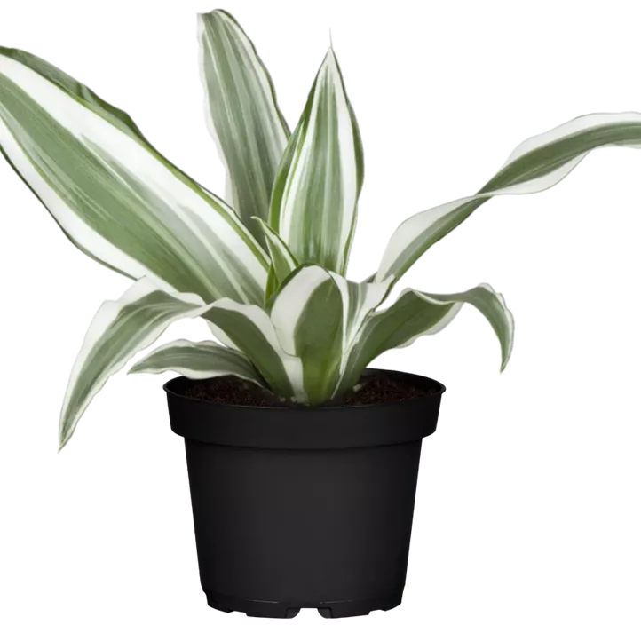 Dracaena