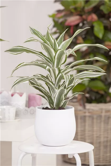 Dracaena deremensis White Stripe, Drachenbaum 'White Stripe' - Bellaflora
