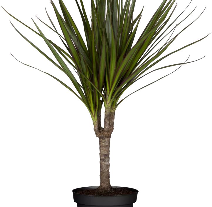 Drachenbaum Drachenbaum