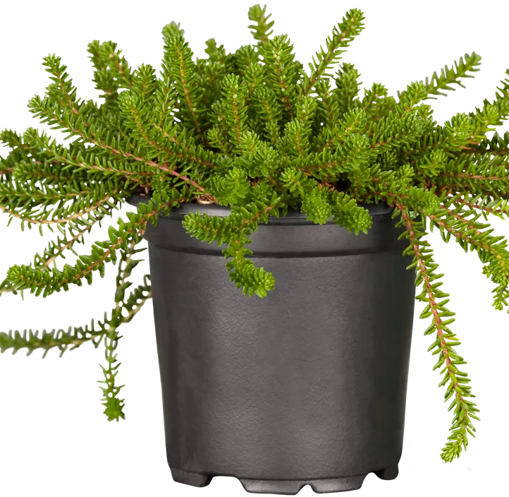 Krähenbeere 'Bernstein' Krähenbeere 'Bernstein'