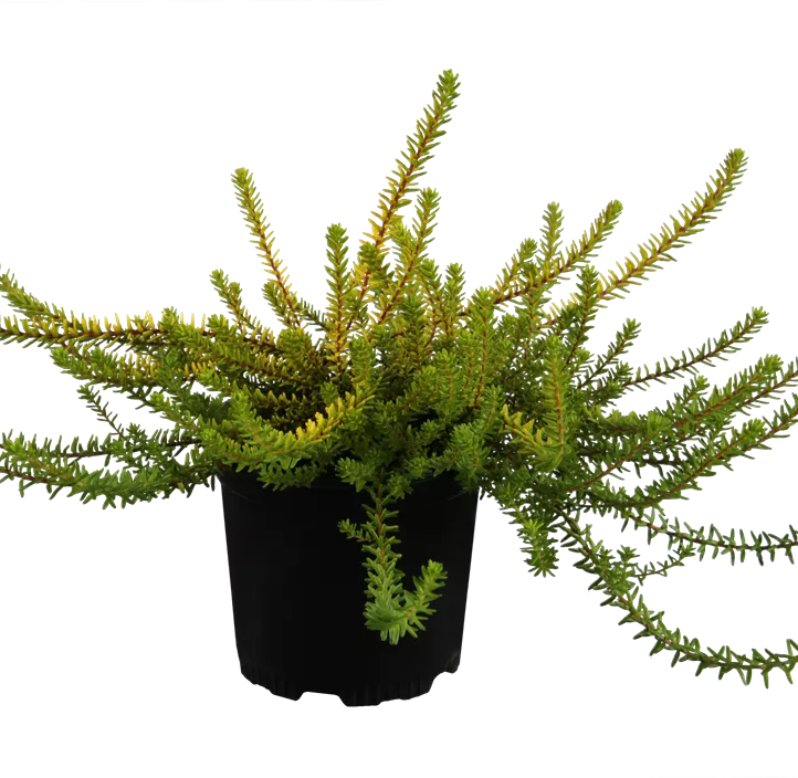 Krähenbeere 'Bernstein' Krähenbeere 'Bernstein'