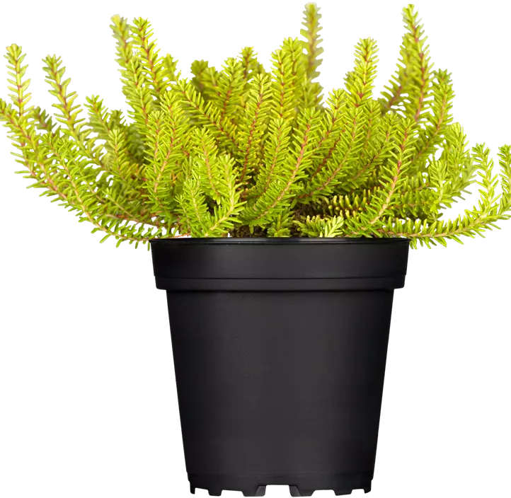 Krähenbeere 'Bernstein' Krähenbeere 'Bernstein'