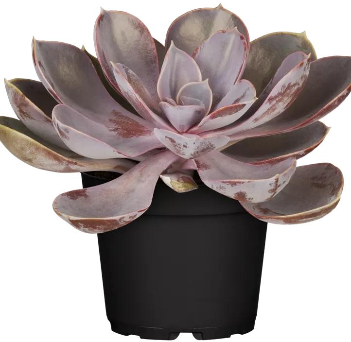 Echeverie 'Perle von Nürnberg' Echeverie 'Perle von Nürnberg'