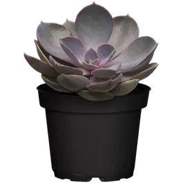 Echeveria Perle von Nürnberg