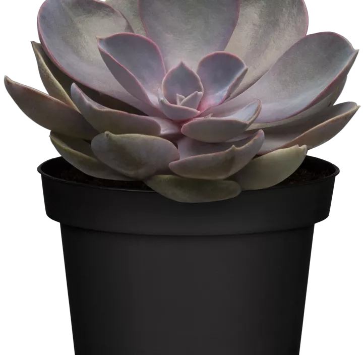 Echeverie 'Perle von Nürnberg' Echeverie 'Perle von Nürnberg'