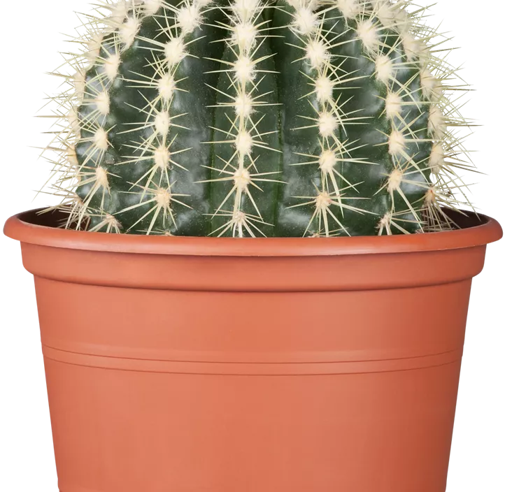 Schwiegermuttersessel Schwiegermuttersessel