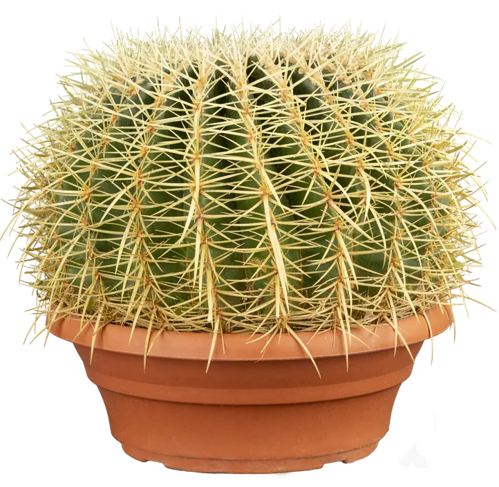 Schwiegermuttersessel Schwiegermuttersessel