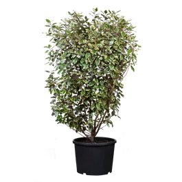 Elaeagnus ebbingei 'Gilt Edge'