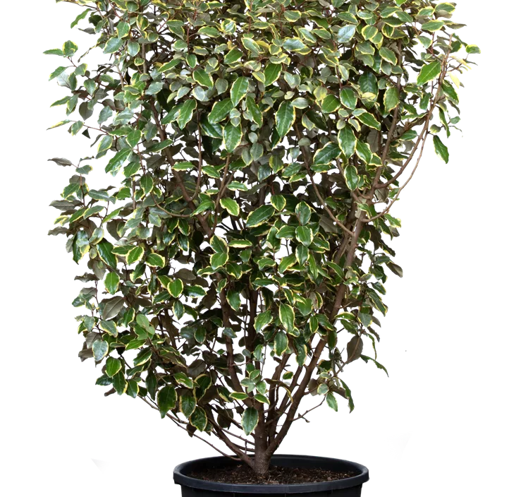 Immergrüne Ölweide 'Gilt Edge'