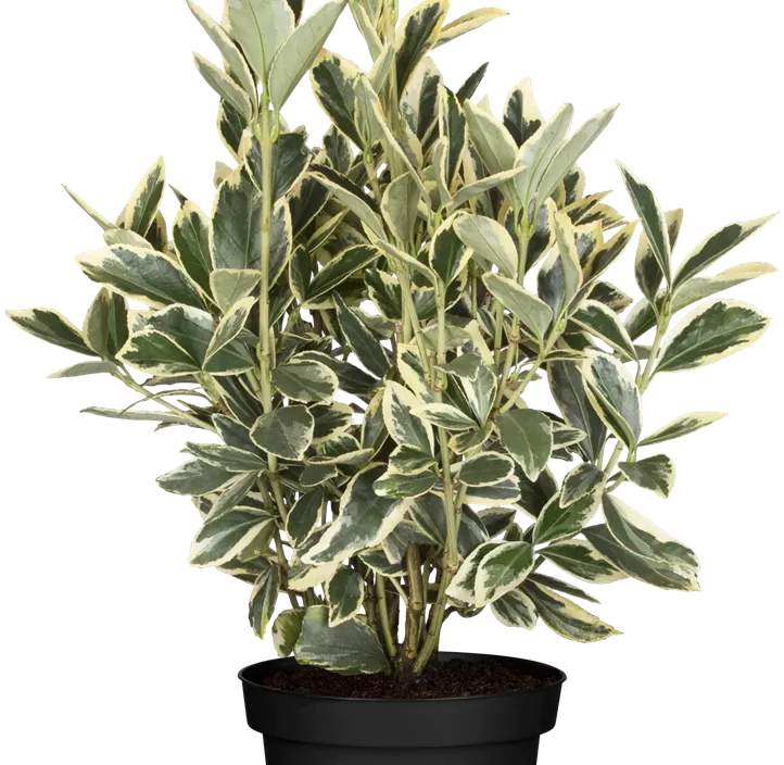 Japanspindel 'Bravo' Japanspindel 'Bravo'