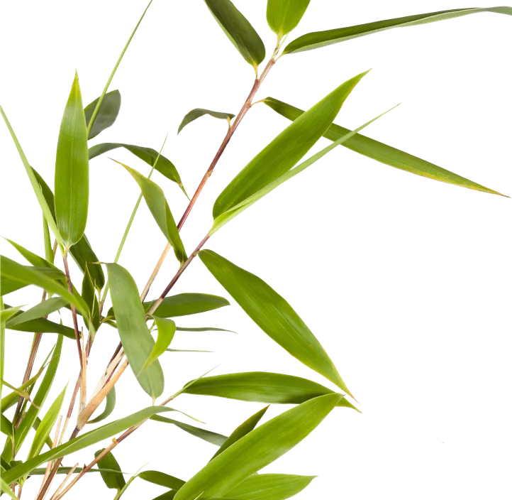 Schirmbambus Schirmbambus