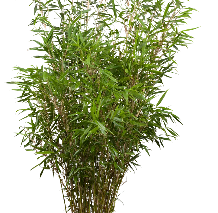 Schirmbambus Schirmbambus