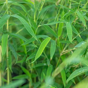 Fargesia rufa