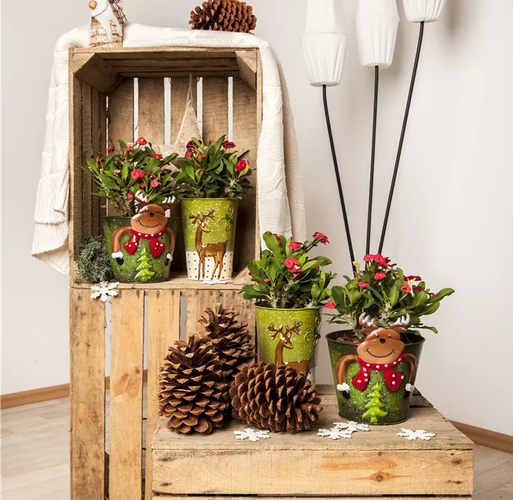 Christusdorn
