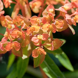 Euphorbia Mischung