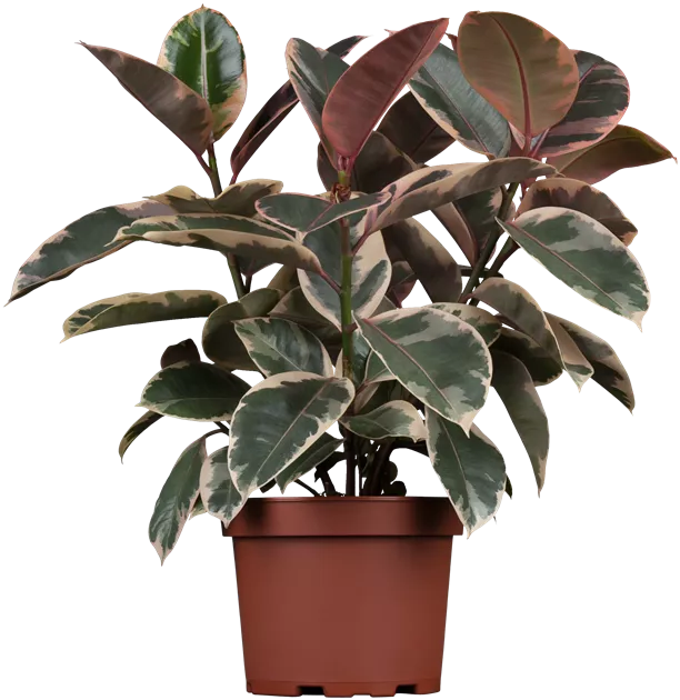 monstera thai constellation mint Monstera deliciosa 'Mint' – Rare Tropical Plant with Mint-Green Leaves –  Plantlovers