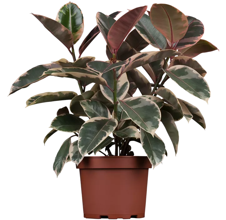 Gummibaum 'Belize'