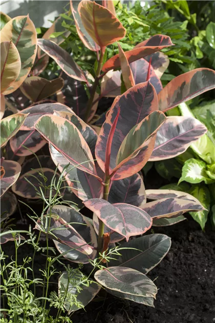 Ficus elastica Belize, Gummibaum 'Belize' - Bellaflora