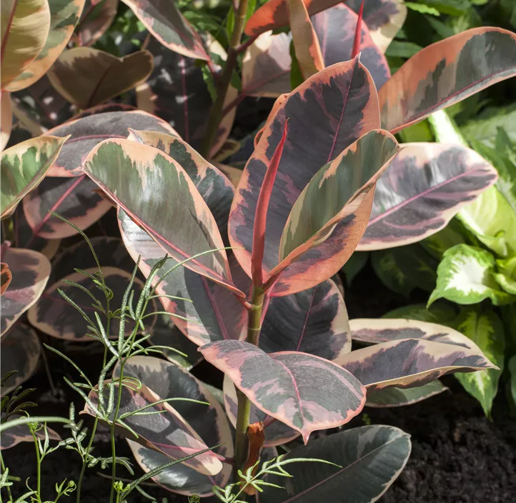 Gummibaum 'Belize'