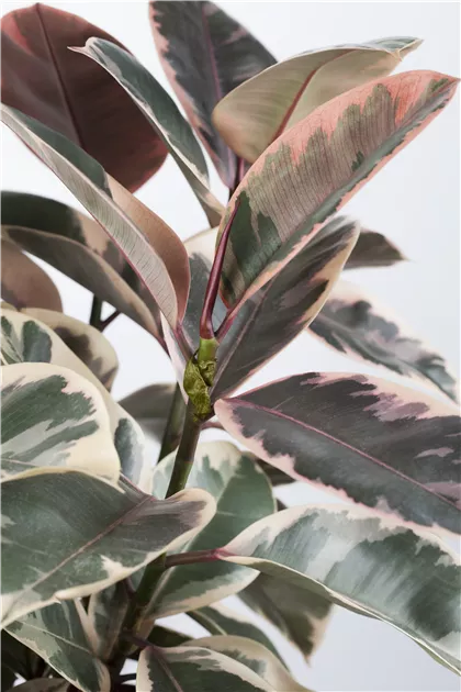 Ficus elastica Belize, Gummibaum 'Belize' - Bellaflora