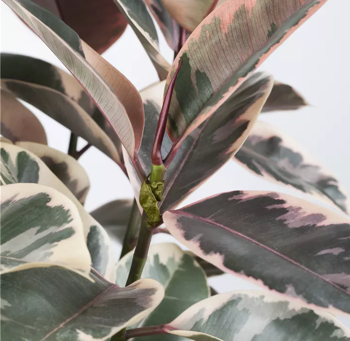 Gummibaum 'Belize'