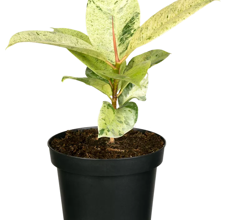 Gummibaum 'Schrijveriana'