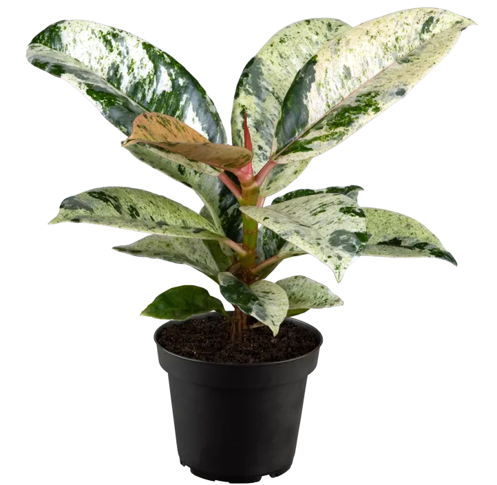 Gummibaum 'Schrijveriana'